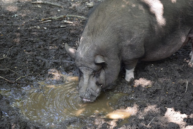 但勇士以库 但勇士以库